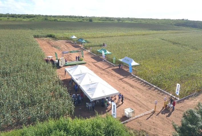 Programa Prospera capacita mais de 15 mil produtores no Nordeste e impulsiona cultivo sustentável de milho