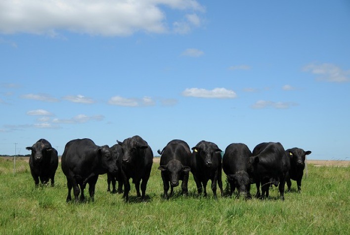 Embrapa abre seleção para produtores interessados no melhoramento genético da raça Brangus