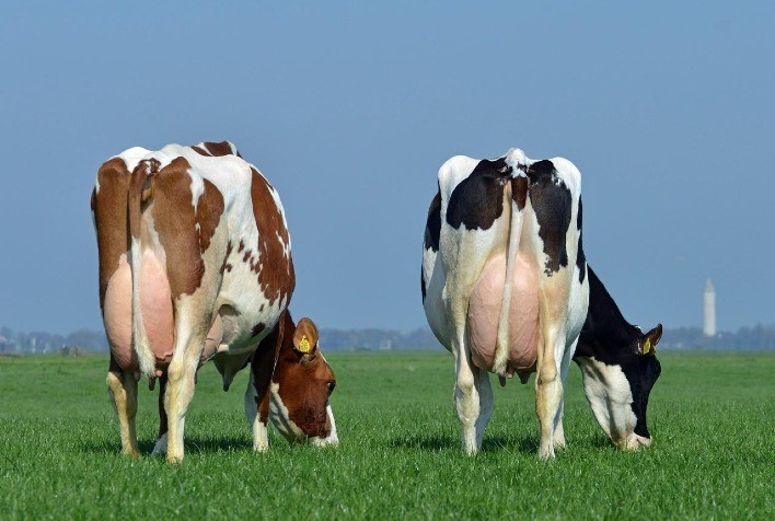 Nutrição, manejo e tecnologia são fundamentais para aumentar os sólidos do leite