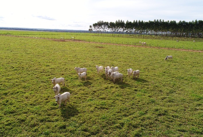 Evento gratuito em Sinop apresenta consórcios forrageiros para otimizar integração lavoura-pecuária