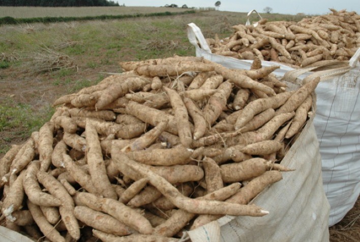 Preço da mandioca recua pela terceira semana seguida, aponta Cepea