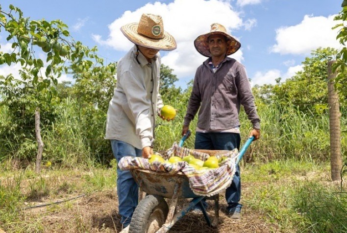 Novo aplicativo facilita manejo da irrigação para agricultores familiares no Nordeste goiano