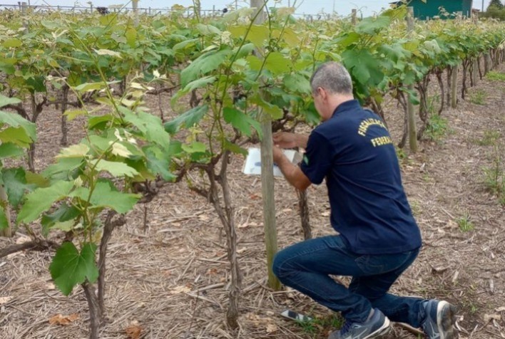Mapa reforça monitoramento contra praga da uva com armadilhas em pontos estratégicos
