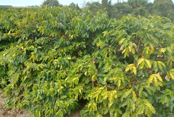 Café de Torrinha (SP) recebe reconhecimento de Indicação Geográfica e fortalece produção local