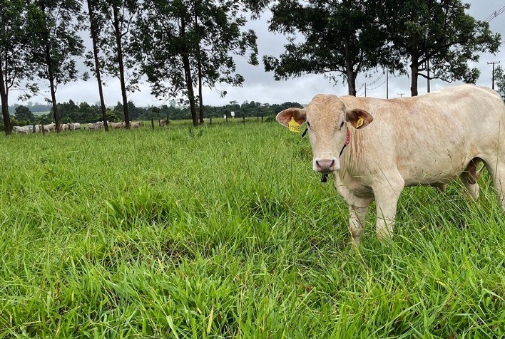Fapesp aprova projeto de R$ 2 milhões para diagnóstico e monitoramento de pastagens no Brasil