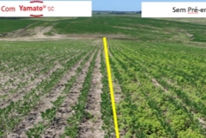 Avanço do caruru desafia sojicultores e destaca importância do manejo pré-emergente inovador