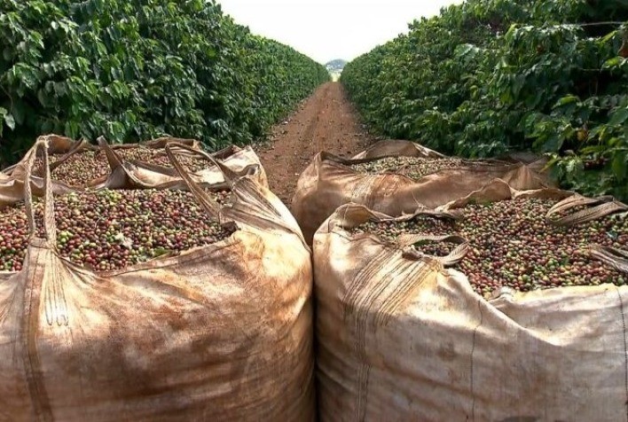 Colheita de café atinge 13,7% na área de atuação da Cooxupé