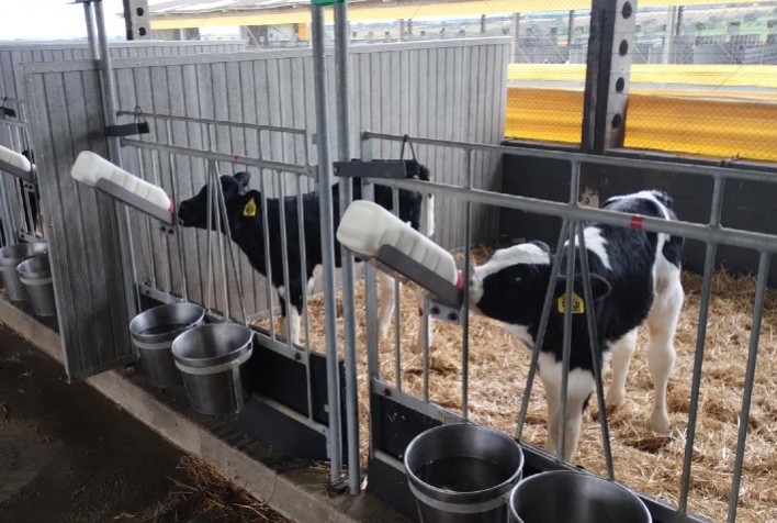 Estudo mostra que manter bezerras em pares desde a primeira semana de vida melhora bem-estar e desenvolvimento