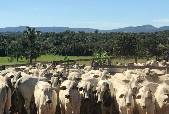 Vacinação contra raiva em herbívoros é prorrogada até 25 de junho em municípios de alto risco em Goiás