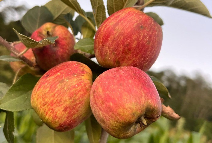 Cultivo de maçã cresce no Sul de Minas e área plantada deve aumentar mais de 40% em 2025