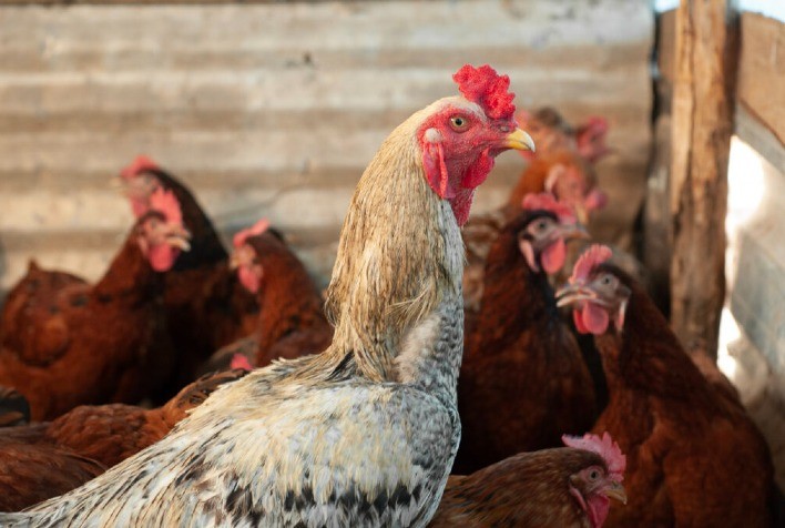 Agrodefesa investiga dois novos casos suspeitos de gripe aviária em Goiás