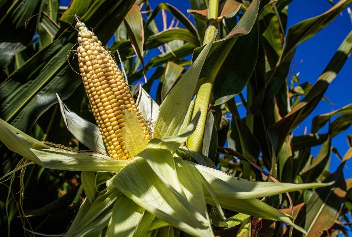 Mercado do milho registra travamento no Brasil, alta em Chicago impulsionada por avanços nas negociações EUA-China