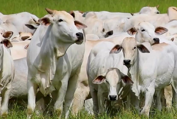 IATF pode reduzir até 49% da pegada de carbono na pecuária, revela estudo