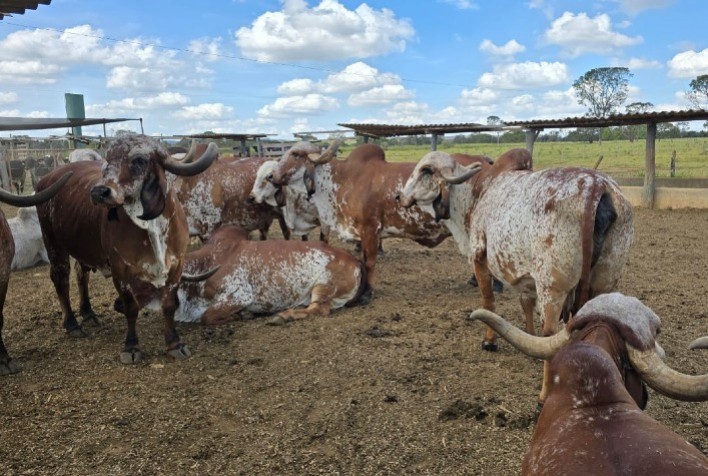 Comitiva de Mato Grosso do Sul apresenta avanços genéticos e soluções em saúde animal na MegaLeite 2025