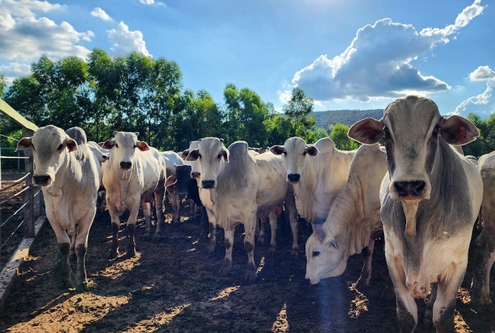 Preços do boi gordo, reposição e carne seguem firmes; exportações somam R$ 5,8 bilhões em 2025