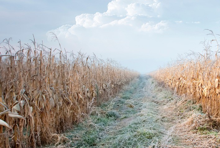 Chuvas e frio preocupam produtores de milho no Paraná; risco maior é para lavouras plantadas tardiamente