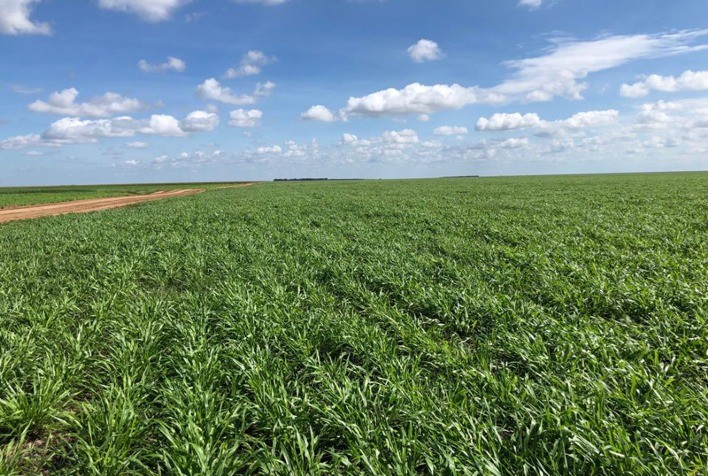 Conversão de pastagens degradadas pode elevar produção de grãos em mais de 50% no Brasil, aponta Itaú BBA