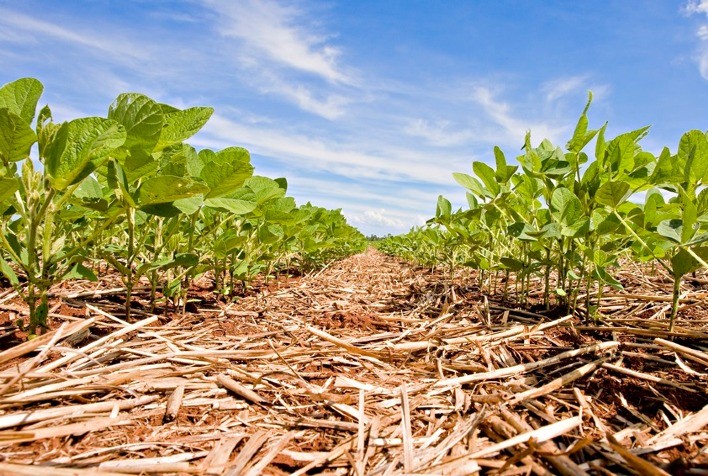 Congresso Brasileiro de Soja 2025 celebra 100 anos da cultura no Brasil com foco no futuro e sustentabilidade