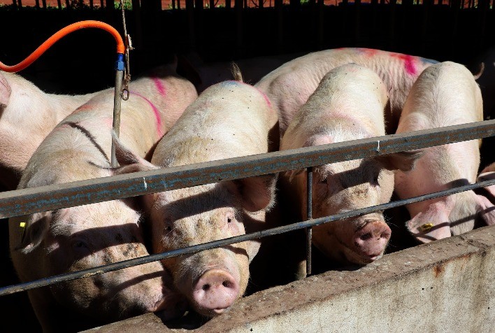 Paraná bate recordes históricos na produção de carnes e derivados no 1º trimestre de 2025