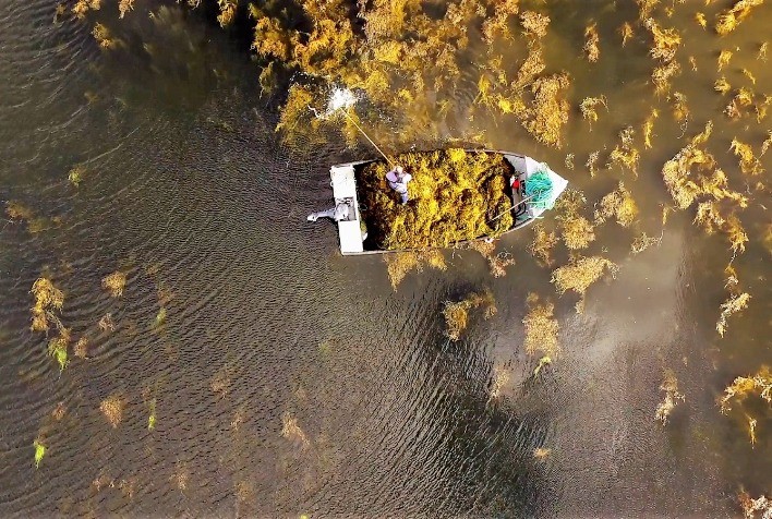 Bioestimulantes à base de algas fortalecem fruticultura contra estresses climáticos e ampliam competitividade