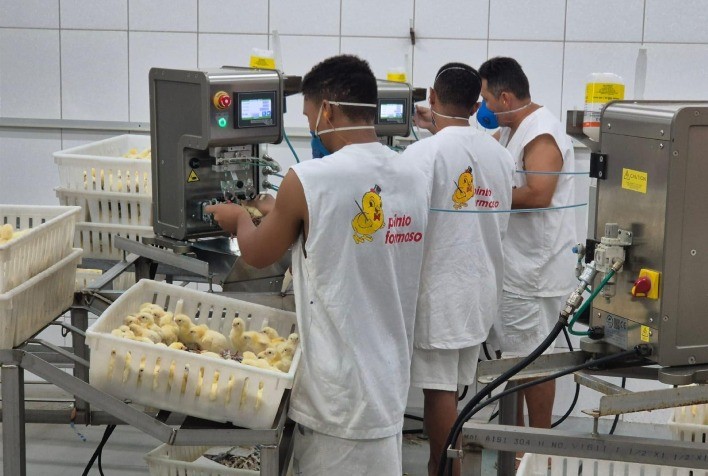 Vacinação na avicultura ganha eficiência e qualidade com equipamentos automatizados