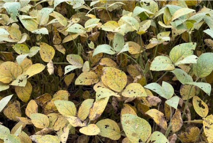 Ourofino Agrociência lança Dotte®, novo fungicida premium para combater ferrugem-asiática na soja