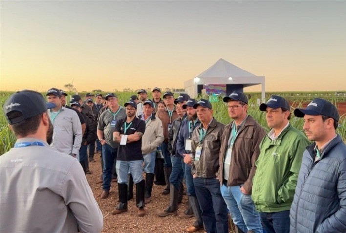 Síndrome da murcha ameaça produtividade da cana; Syngenta investe em nova solução para combate