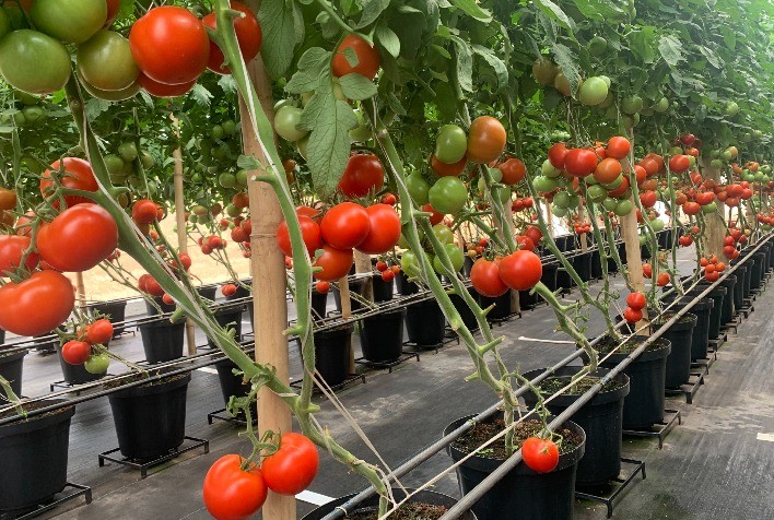 Tomate geneticamente editado promete revolucionar a agricultura urbana com maior produtividade e economia de espaço