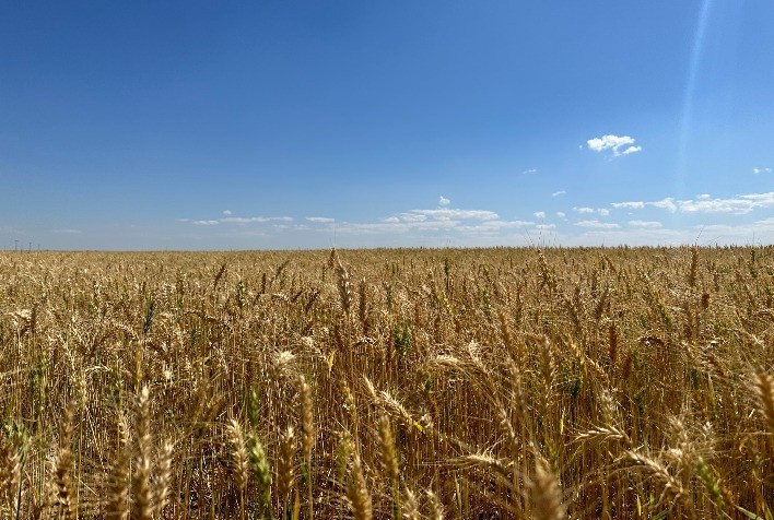 Trigo brasileiro enfrenta impasse entre produtores e moinhos enquanto mercado segue travado