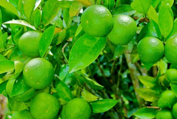 Produtores paulistas têm até 15 de julho para declarar Cancro Cítrico e Greening