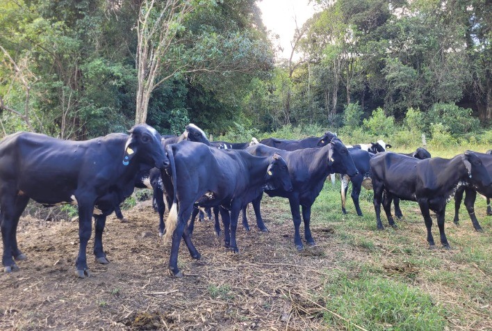 Pecuaristas do Sul de Minas apostam na fertilização in vitro para melhorar genética e aumentar produtividade