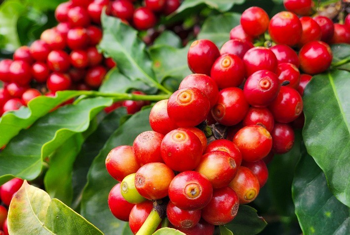 Café inicia a semana com valorização nas bolsas internacionais, mesmo com pressão da nova safra