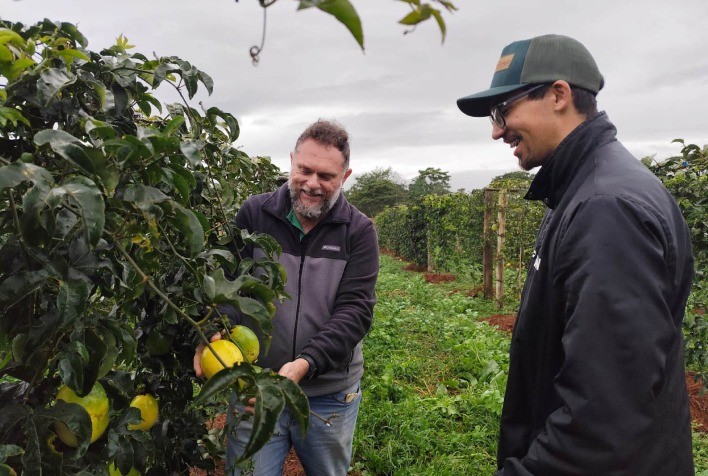 IDR-Paraná e UFPR testam enxertia com maracujazinho do campo para elevar produtividade do maracujazeiro azedo