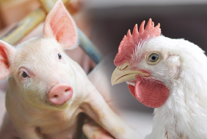 Custos de produção de frangos e suínos recuam em maio nos principais estados produtores