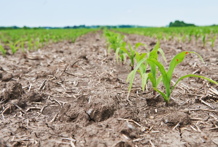 Cinco dicas essenciais para proteger o solo da seca e prevenir a desertificação