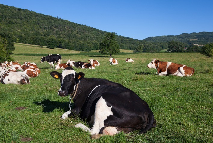 Infestações de moscas afetam desempenho e lucro na pecuária brasileira