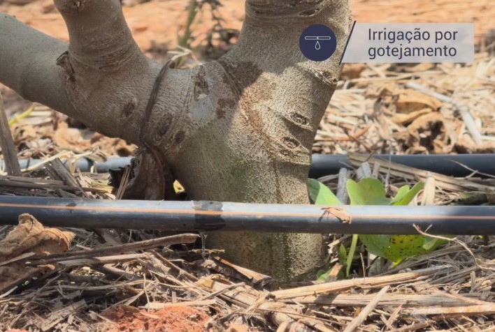 Irrigação por gotejamento eleva produtividade e qualidade da Adelpho Frutas em Valinhos (SP)