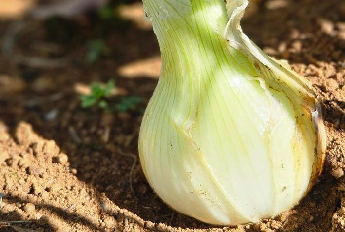 Embrapa apresenta híbrido de cebola resistente ao calor e lança novos hubs digitais na Hortitec 2025