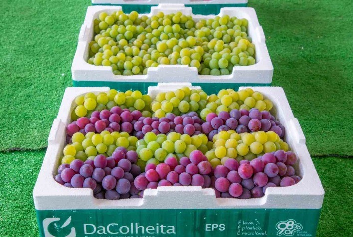 Exportação de uvas brasileiras mais que dobra em maio, aponta Cepea
