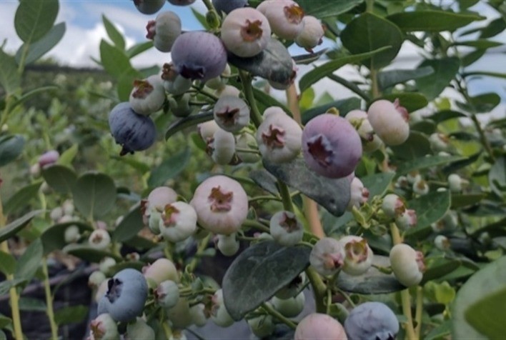 Irrigação de precisão impulsiona produtividade e qualidade na fruticultura em Valinhos (SP)