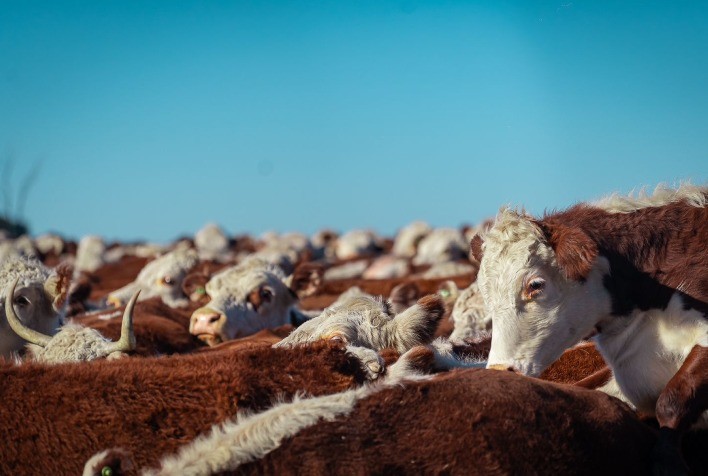 Gira Internacional Hereford reforça importância da raça para a pecuária do Mercosul