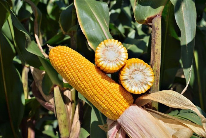 Híbrido FS695 da Forseed se destaca em testes de produtividade em Minas Gerais e Mato Grosso