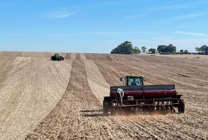 Redução na área plantada e menor uso de tecnologia marcam safra de trigo no Rio Grande do Sul, aponta FecoAgro/RS