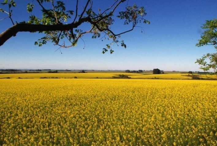 Safra de inverno avança lentamente no RS: canola já floresce, mas excesso de umidade freia plantio de trigo e outras culturas