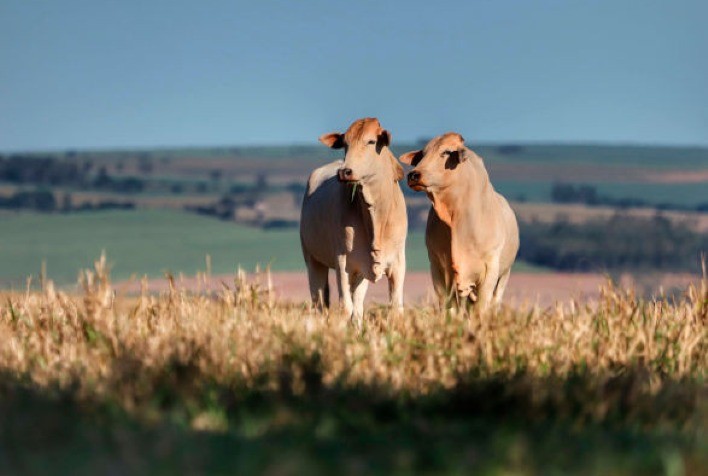 Brasil é reconhecido como livre de febre aftosa sem vacinação; Paraná orienta produtores sobre transporte animal