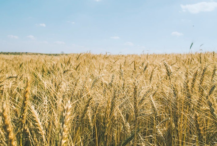 Produção de trigo recua no Sul do Brasil e importações devem aumentar