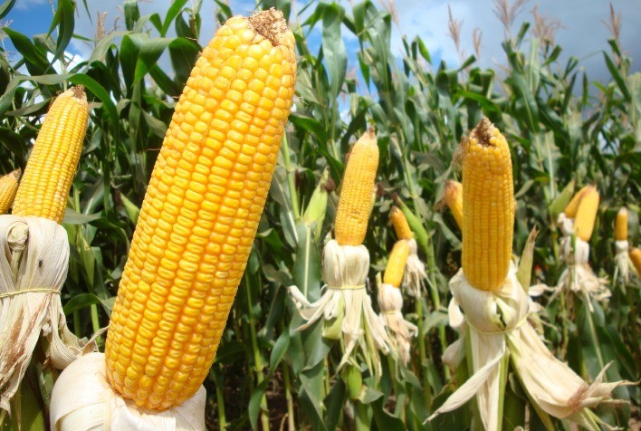 Milho brilha nas festas juninas e impulsiona a economia de Minas Gerais
