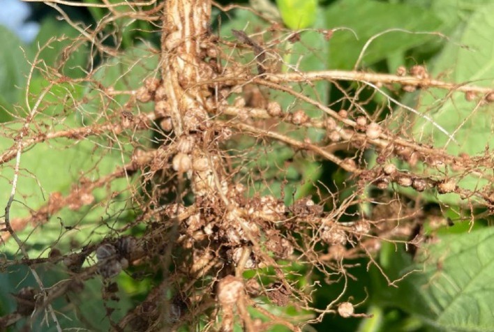 Inoculantes biológicos podem aumentar produção de soja em até 16% na safra 2025/26