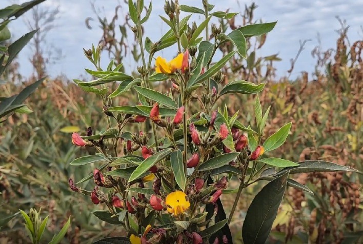 Novas variedades de guandu mostram benefícios nutricionais e boa aceitação para alimentação humana