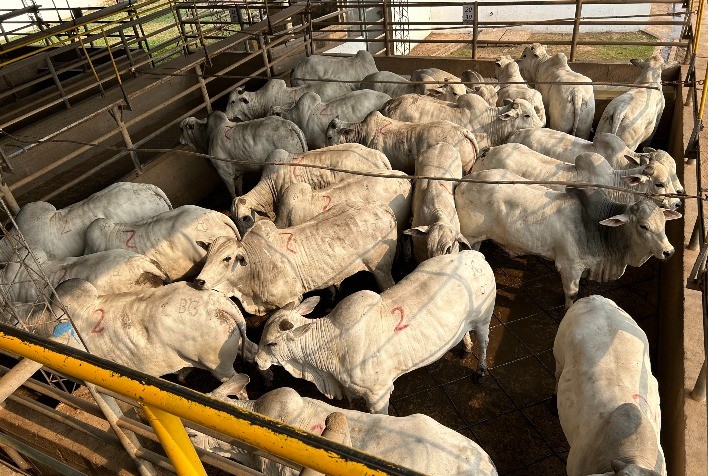 Santa Cruz de La Sierra recebe segunda etapa internacional do Circuito Nelore de Qualidade